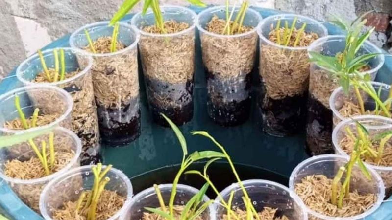Tiga Siku Rintis Unit Urban Farming