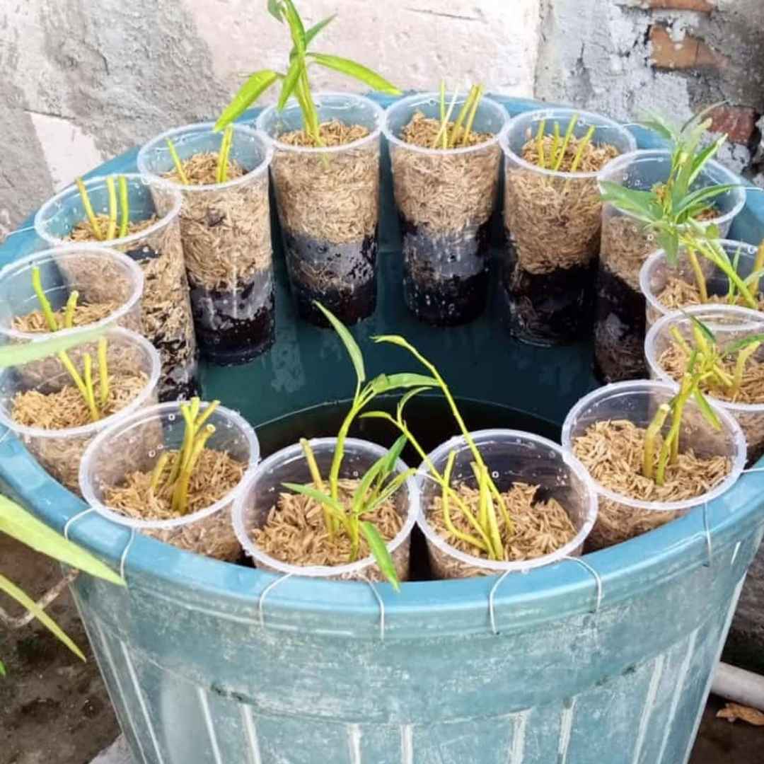 Tiga Siku Rintis Unit Urban Farming